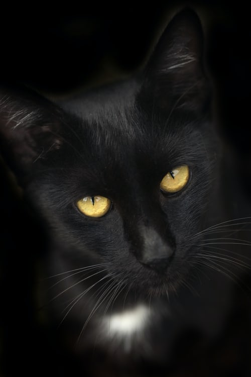 Hình ảnh mèo đen black cat đẹp nhất