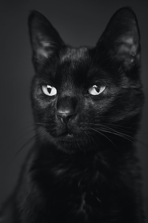 Tải xuống APK Mèo đen hình nền cho Android